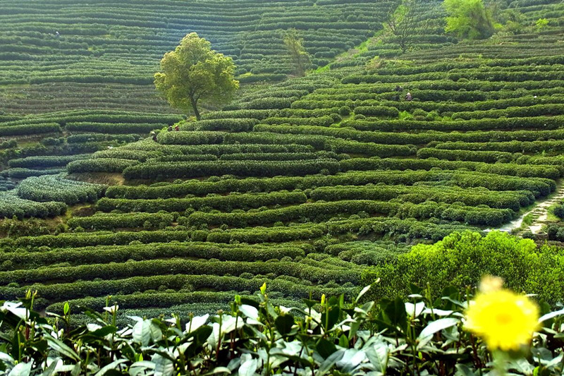 Montagne de thé Longjing quelque part à Hangzhou Montagne de thé Longjing quelque part à Hangzhou